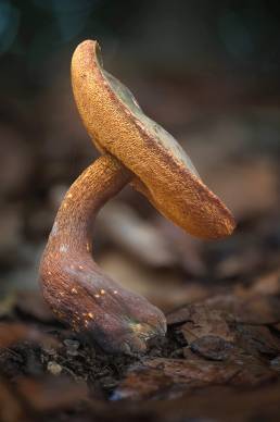 Principe fungus, unknown species