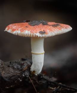 Principe gilled fungus, unknown species