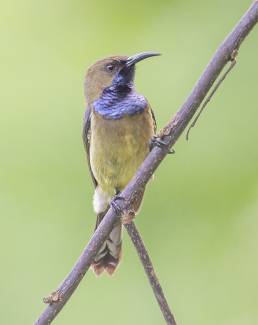 Principe sunbird (Anabathmis hartlaubii)