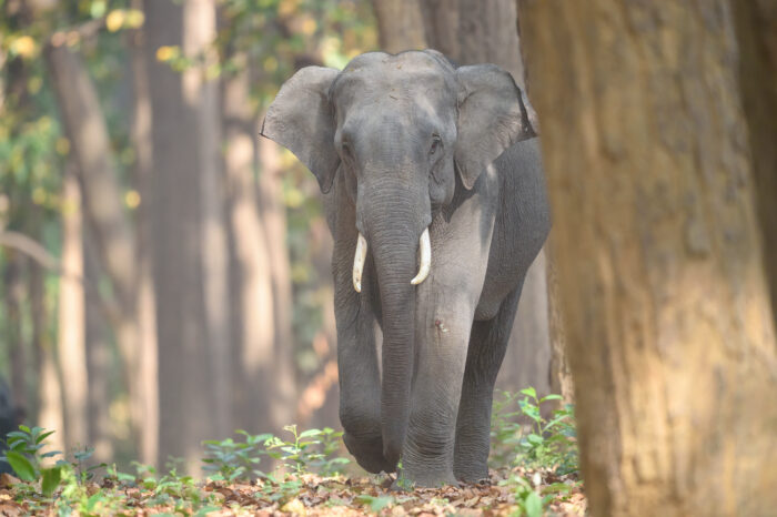 Indian Elephant (Elephas maximus ssp. indicus)