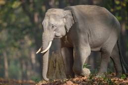 Indian Elephant (Elephas maximus ssp. indicus)