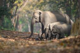 Indian Elephant (Elephas maximus ssp. indicus)