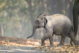 Indian Elephant (Elephas maximus ssp. indicus)