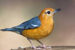 Orange-headed thrush (Geokichla citrina)