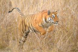 Bengal Tiger (Panthera tigris tigris)