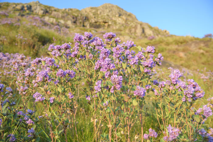 Neelakurinji (Strobilanthes kunthiana)