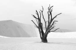 The Deadvlei tree