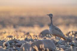 Rüppell's Korhaan (Eupodotis rueppellii)