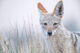 Southern Black-backed Jackal (Lupulella mesomelas ssp. mesomelas)