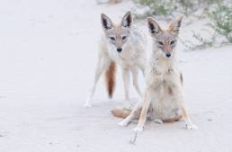 Southern Black-backed Jackal (Lupulella mesomelas ssp. mesomelas)