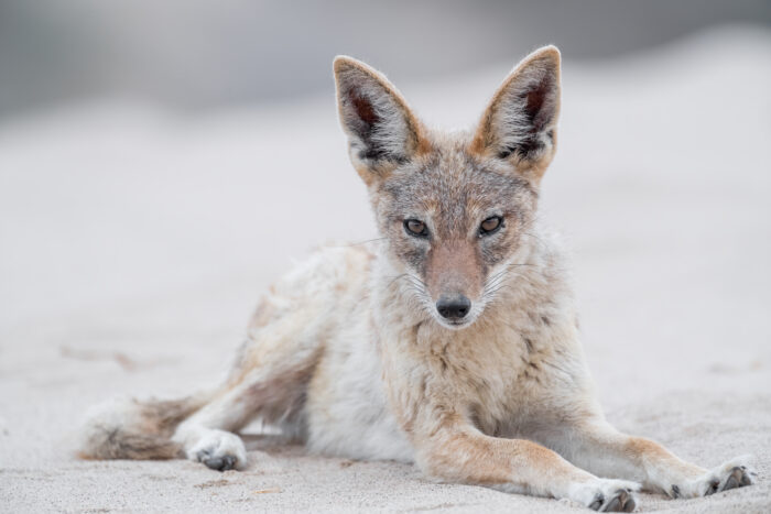 Southern Black-backed Jackal Lupulella (mesomelas ssp. mesomelas)