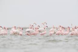 Greater Flamingo (Phoenicopterus roseus)