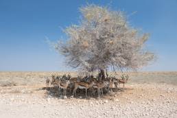 Heatwave and only one tree for shade