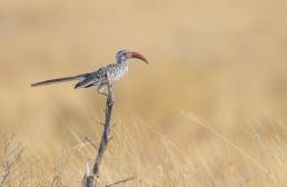 Southern Red-billed Hornbill (Tockus rufirostris)