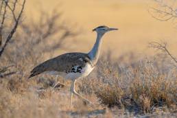 Kori bustard (Ardeotis kori)