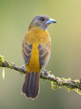 Scarlet-rumped tanager (Ramphocelus passerinii)