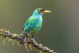 Green honeycreeper (Chlorophanes spiza)