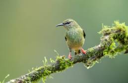 Red-legged honeycreeper (Cyanerpes cyaneus)