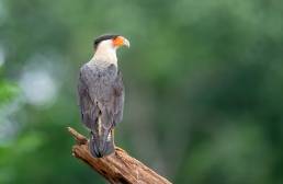 Northern crested caracara (Caracara cheriway)