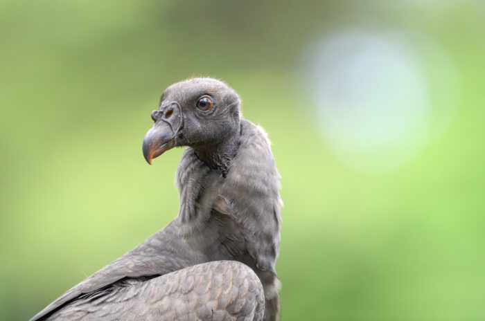 King vulture (Sarcoramphus papa)