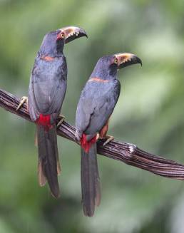 Collared aracari (Pteroglossus torquatus)