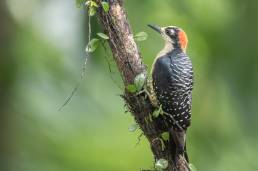 Black-cheeked Woodpecker (Melanerpes pucherani)