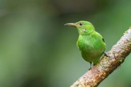 Green honeycreeper (Chlorophanes spiza)