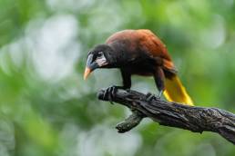 Montezuma Oropendola (Psarocolius montezuma)