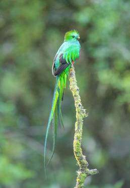 Resplendent quetzal (Pharomachrus mocinno)