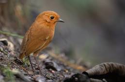 Equatorial Antpitta (Grallaria saturata)