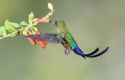 Violet-tailed Sylph (Aglaiocercus coelestis)