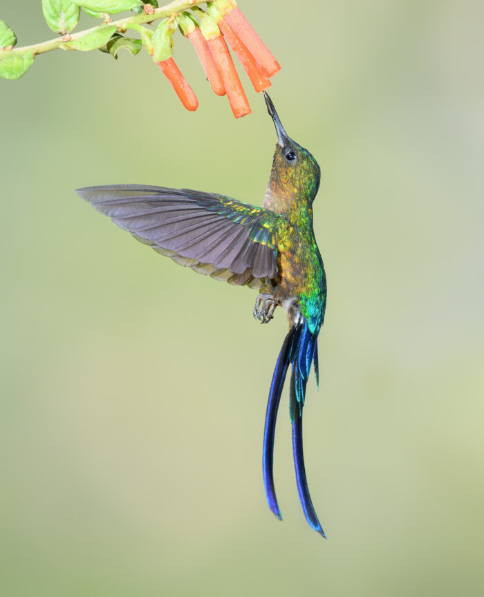 Violet-tailed Sylph (Aglaiocercus coelestis)