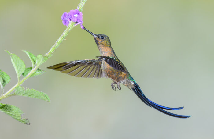 Violet-tailed Sylph (Aglaiocercus coelestis)