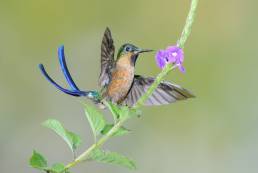 Violet-tailed Sylph (Aglaiocercus coelestis)