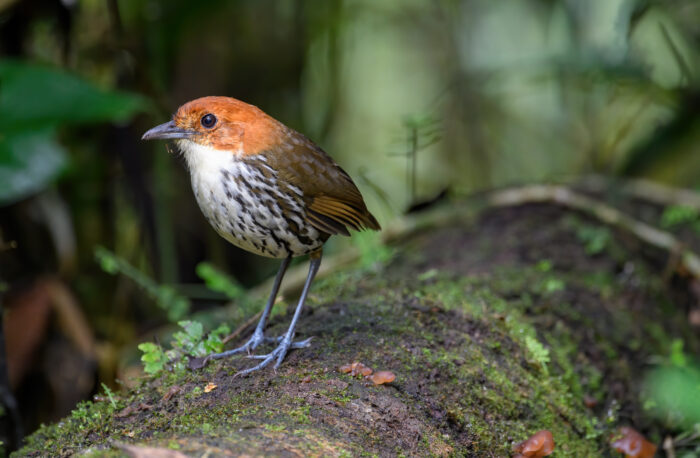 chestnut-crowned antpitta (Grallaria ruficapilla)