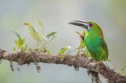 Crimson-rumped Toucanet (Aulacorhynchus haematopygus)