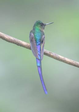 Violet-tailed Sylph (Aglaiocercus coelestis)