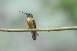 Fawn-breasted Brilliant (Heliodoxa rubinoides)