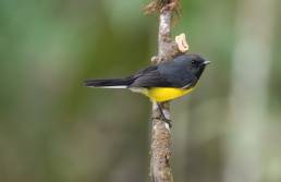 Slate-throated Redstart (Myioborus miniatus)