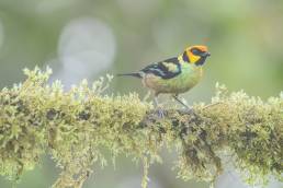 Flame-faced Tanager (Tangara parzudakii)