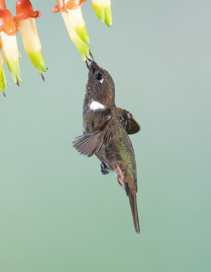 Brown Inca (Coeligena wilsoni)