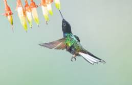 Velvet-purple Coronet (Boissonneaua jardini)