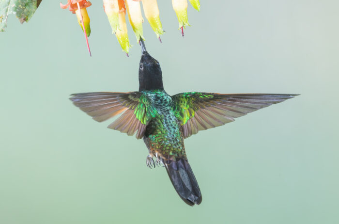 Velvet-purple Coronet (Boissonneaua jardini)