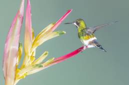 Green Thorntail (Discosura conversii)