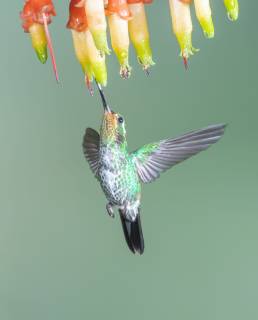 Purple-bibbed Whitetip (Urosticte benjamini)