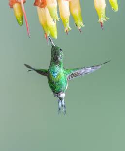 Green Thorntail (Discosura conversii)