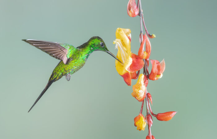 Empress Brilliant (Heliodoxa imperatrix)