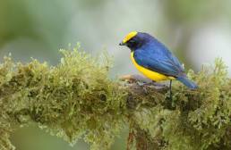 Orange-bellied Euphonia (Euphonia xanthogaster)