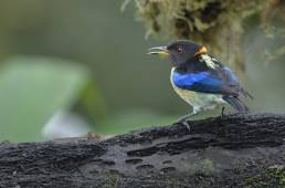 Golden-collared Honeycreeper (Iridophanes pulcherrimus)