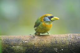 Red-headed Barbet (Eubucco bourcierii)